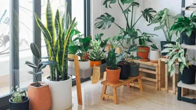 تصفیه هوای خانه با گیاهان خانگی