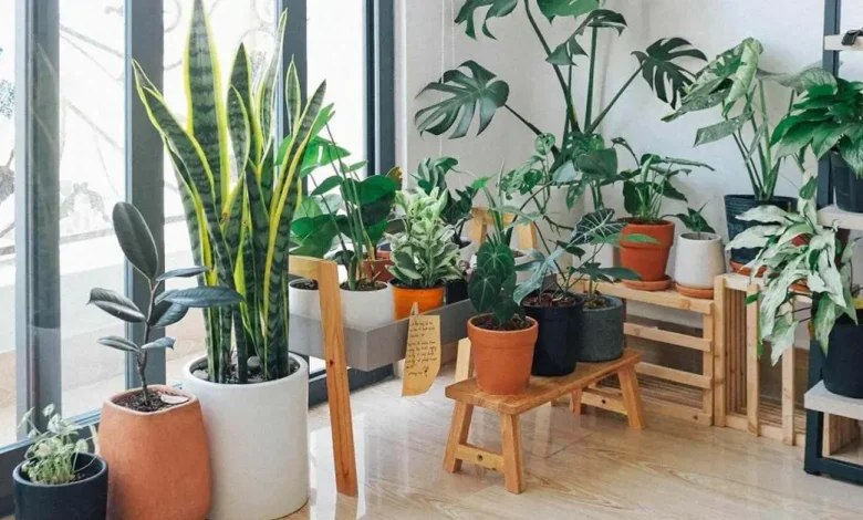 تصفیه هوای خانه با گیاهان خانگی