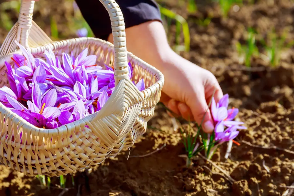 زعفران مناسب برای کاهش وزن