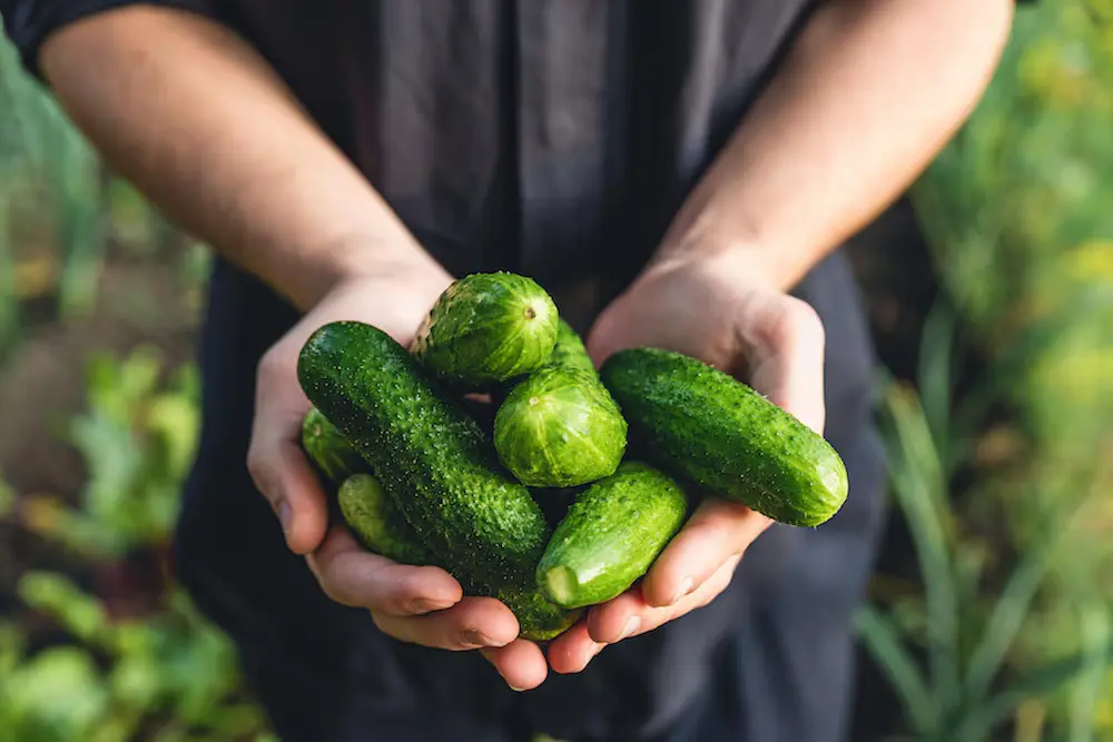 خیار یکی از بهترین مواد غذایی خنک کننده