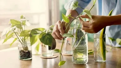 ۱۰ راه خلاقانه و آسان برای ریشه دار کردن گیاهان در خانه