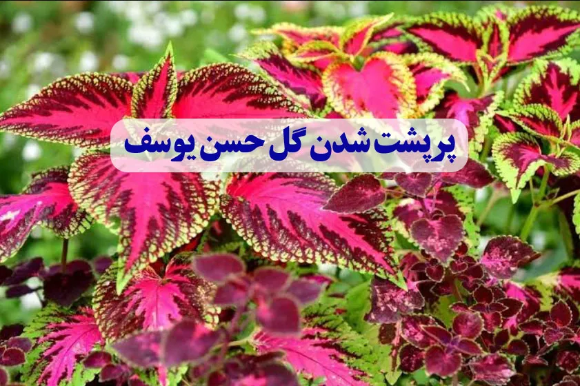 روش پرپشت شدن گل حسن یوسف
