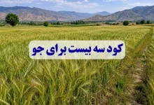 کود سه بیست برای جو