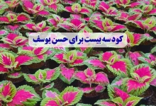 کود سه بیست برای حسن یوسف