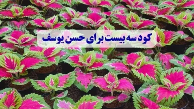 کود سه بیست برای حسن یوسف