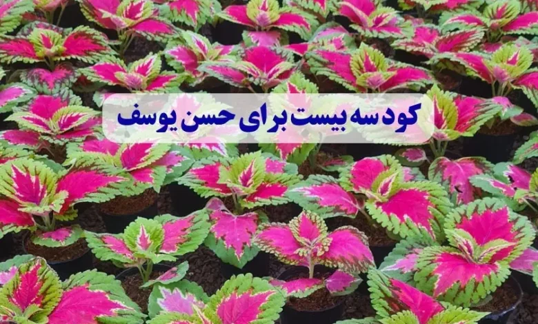 کود سه بیست برای حسن یوسف